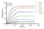 SAT1 Antibody in Surface plasmon resonance (SPR)