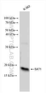 SAT1 Antibody in Western Blot (WB)