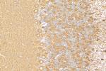 NRG1, isoform SMDF Antibody in Immunohistochemistry (Paraffin) (IHC (P))