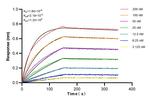 NRG1, isoform SMDF Antibody in Surface plasmon resonance (SPR)