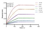 RPS18 Antibody in Surface plasmon resonance (SPR)
