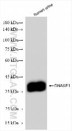 DNase I Antibody in Western Blot (WB)