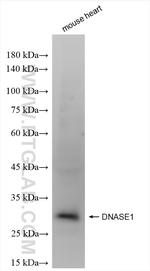 DNase I Antibody in Western Blot (WB)