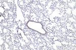 Osteopontin Antibody in Immunohistochemistry (Paraffin) (IHC (P))