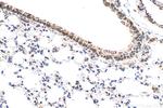 Osteopontin Antibody in Immunohistochemistry (Paraffin) (IHC (P))