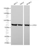 LYPD3 Antibody in Western Blot (WB)