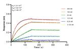 SLC38A7 Antibody in Surface plasmon resonance (SPR)