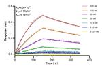 IGFBP1 Antibody in Surface plasmon resonance (SPR)