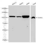 TCIRG1 Antibody in Western Blot (WB)