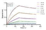 CNKSR2 Antibody in Surface plasmon resonance (SPR)