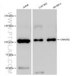 CNKSR2 Antibody in Western Blot (WB)