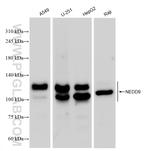 NEDD9 Antibody in Western Blot (WB)