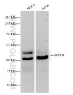 NEDD9 Antibody in Western Blot (WB)