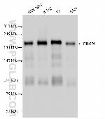 RBM20 Antibody in Western Blot (WB)