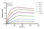 NCAM1/CD56 Antibody in Surface plasmon resonance (SPR)