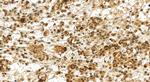 AHR Antibody in Immunohistochemistry (Paraffin) (IHC (P))
