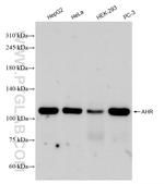 AHR Antibody in Western Blot (WB)