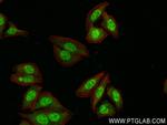 AHR Antibody in Immunocytochemistry (ICC/IF)
