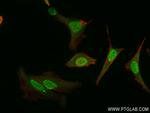 AHR Antibody in Immunocytochemistry (ICC/IF)