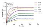 RPL29 Antibody in Surface plasmon resonance (SPR)