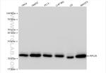 RPL29 Antibody in Western Blot (WB)