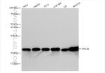 RPL29 Antibody in Western Blot (WB)