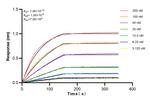 SYCP1 Antibody in Surface plasmon resonance (SPR)