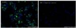 CD28 Antibody in Immunocytochemistry (ICC/IF)
