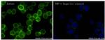 CD28 Antibody in Immunocytochemistry (ICC/IF)