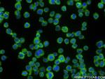 NLRC5 Antibody in Immunocytochemistry (ICC/IF)