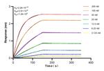 AGXT Antibody in Surface plasmon resonance (SPR)