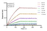 SIAH1 Antibody in Surface plasmon resonance (SPR)