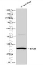 SIAH1 Antibody in Western Blot (WB)