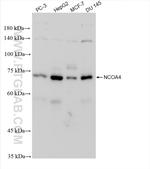 NCOA4 Antibody in Western Blot (WB)
