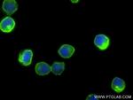 Fas/CD95 Antibody in Immunocytochemistry (ICC/IF)