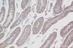 TSSK4 Antibody in Immunohistochemistry (Paraffin) (IHC (P))