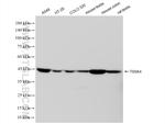 TSSK4 Antibody in Western Blot (WB)