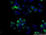Osteopontin Antibody in Immunocytochemistry (ICC/IF)