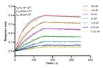 Osteopontin Antibody in Surface plasmon resonance (SPR)