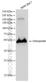 Osteopontin Antibody in Western Blot (WB)