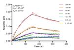 TBX20 Antibody in Surface plasmon resonance (SPR)