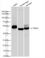 TBX20 Antibody in Western Blot (WB)