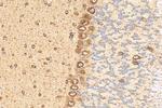 KIAA1715 Antibody in Immunohistochemistry (Paraffin) (IHC (P))