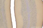 KIAA1715 Antibody in Immunohistochemistry (Paraffin) (IHC (P))