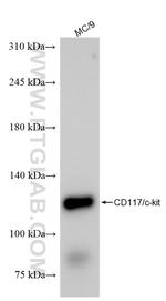CD117/c-Kit Antibody in Western Blot (WB)