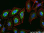 PTDSS1 Antibody in Immunocytochemistry (ICC/IF)