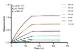 PTDSS1 Antibody in Surface plasmon resonance (SPR)