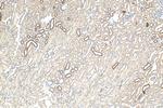 cystatin c Antibody in Immunohistochemistry (Paraffin) (IHC (P))