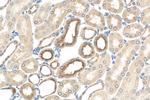 cystatin c Antibody in Immunohistochemistry (Paraffin) (IHC (P))