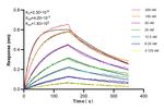 cystatin c Antibody in Surface plasmon resonance (SPR)